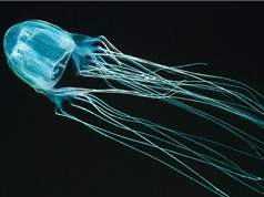 Tìm ra thuốc giải cho loài sứa độc nhất thế giới