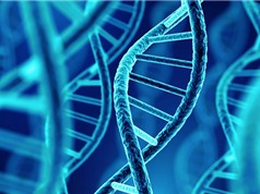 Phát hiện người đàn ông có DNA lâu đời nhất ở Bắc Mỹ