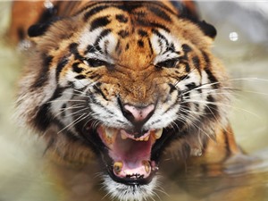 Hổ Bengal có thể sẽ tuyệt chủng do biến đổi khí hậu