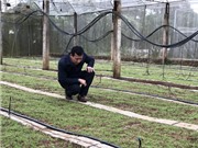 Lạng Sơn: Cây dược liệu bảy lá một hoa - Triển vọng nâng cao thu nhập