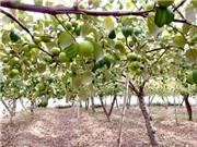 Khánh Hòa: Ứng dụng quy trình kỹ thuật trồng táo theo tiêu chuẩn VietGap tại xã Cam Thành Nam, thành phố Cam Ranh