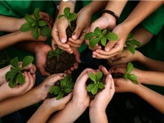 Philippines: Dự luật mới yêu cầu học sinh, sinh viên phải trồng 10 cây xanh trước khi tốt nghiệp
