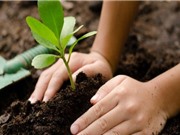 Học sinh Philippines phải trồng 10 cây xanh nếu muốn tốt nghiệp