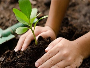 Học sinh Philippines phải trồng 10 cây xanh nếu muốn tốt nghiệp