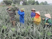Ninh Bình: Dứa Đồng Dao được bảo hộ chỉ dẫn địa lý 