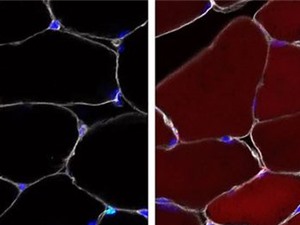 Tế bào gốc có thể được chỉnh sửa gene ngay bên trong cơ thể sinh vật sống
