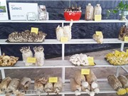 Giống nấm Việt đang thoái hóa nhanh