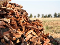 Cam kết sản phẩm gỗ trong mua sắm công là gỗ hợp pháp