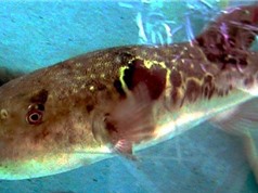 Mỹ bào chế thuốc giảm đau bằng nọc độc cá nóc