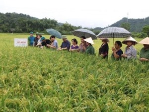 Bắc Kạn: Kiểm tra mô hình trình diễn giống lúa chất lượng cao tại huyện Bạch Thông.