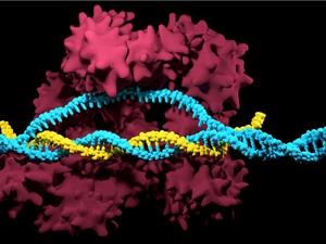 Các nhà nghiên cứu CRISPR tại ĐH California hợp tác với “gã khổng lồ” ngành dược