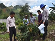Sơn La: Kiểm tra tiến độ sinh trưởng, phát triển của một số giống xoài, nhãn tại huyện Thuận Châu