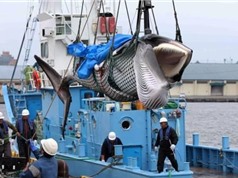 Nhật Bản lại đánh bắt cá voi thương mại