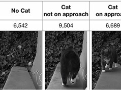 Chán cảnh mèo tha động vật chết về nhà, kỹ sư Amazon chế cửa mèo chui điều khiển bằng... AI