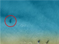Chụp ảnh drone trên biển, ông bố phát hiện mối hiểm họa chỉ cách vài mét và bắt các con chạy lên bờ ngay lập tức