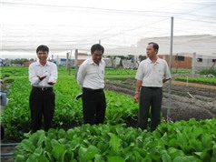 Đồng Nai: Chứng nhận mô hình sản xuất rau ăn lá trong nhà lưới đạt tiêu chuẩn VietGAP tại TP Biên Hòa: