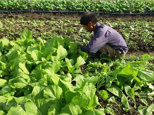 Nông dân Bà Rịa-Vũng Tàu thành công với nông nghiệp hữu cơ