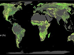 Cần 300 tỉ USD để trồng rừng, kiểm soát nóng lên toàn cầu