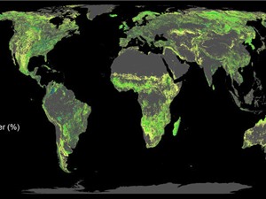Cần 300 tỉ USD để trồng rừng, kiểm soát nóng lên toàn cầu