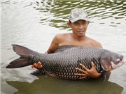 Cà Mau: Nuôi cá Hô thương phẩm trong ao đất tại xã Khánh An, huyện U Minh