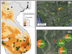 Cây sắn Việt Nam có nguy cơ mắc bệnh khảm lá sắn Sri Lanka