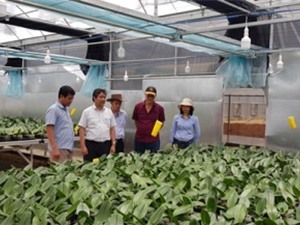 Quảng Trị: Hy vọng mới cho nhiều giống cây mang lại hiệu quả kinh tế cao tại Sa Mù, Hướng Hóa