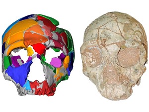 Phát hiện hóa thạch người hiện đại lâu đời nhất ngoài châu Phi