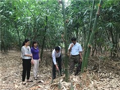 Lạng Sơn: Nghiên cứu nhân giống, trồng thâm canh và chế biến Măng Bát Độ tại huyện Hữu Lũng