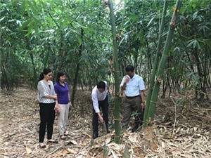 Lạng Sơn: Nghiên cứu nhân giống, trồng thâm canh và chế biến Măng Bát Độ tại huyện Hữu Lũng