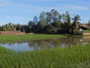 Bến Tre: Xây dựng mô hình sản xuất theo hướng lúa tiêu chuẩn hữu cơ trên vùng canh tác tôm - lúa huyện Thạnh Phú