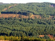 Ireland quyết tâm phục hồi 6.000 ha rừng tự nhiên