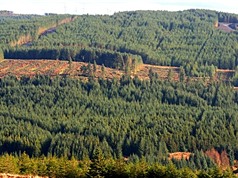 Ireland quyết tâm phục hồi 6.000 ha rừng tự nhiên
