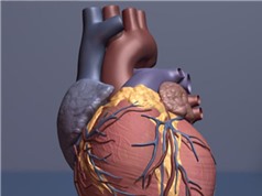 Phương pháp ghép tế bào gốc mới có thể giúp phục hồi tim bị tổn thương