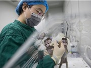 Chimera khỉ - người và vấn đề đạo đức khoa học