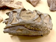 Phát hiện loài khủng long mới trong bảo tàng Nam Phi