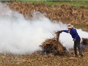Xử lý phụ phẩm nông nghiệp: Đốt bỏ hàng chục ngàn tỷ đồng mỗi năm