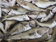 Biến đổi khí hậu có thể khiến thủy ngân độc hại tích tụ trong hải sản