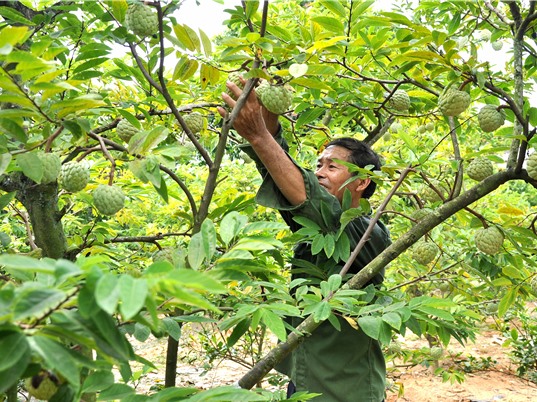 Khai thác thương hiệu nông sản: Vì sao hiệu quả chưa cao?