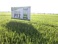 Bộ Nông nghiệp và Phát triển nông thôn: công nhận giống lúa PY2