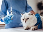 Thử nghiệm thành công vaccine ngăn dị ứng với mèo