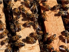 Ong đang chết hàng loạt tại Brazil do thuốc trừ sâu