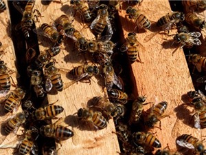 Ong đang chết hàng loạt tại Brazil do thuốc trừ sâu
