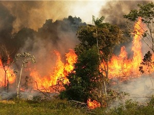 Số vụ cháy rừng ở Amazon tăng kỷ lục