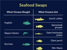 Nhiều loại cá trên thị trường Mỹ bị dán nhãn sai