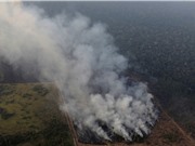 Cháy rừng Amazon: Hệ quả từ chính sách môi trường?