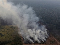 Cháy rừng Amazon: Hệ quả từ chính sách môi trường?