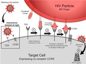 Phát hiện đột biến gene thứ hai liên quan đến khả năng kháng HIV