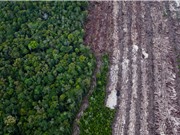 Giảm phát thải từ mất rừng và suy thoái rừng: Công nghệ vào cuộc