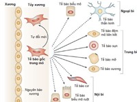 Cơ chế hoạt động của tế bào gốc trung mô trong điều trị bệnh