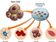 Tế bào gốc: Chìa khóa của sự sống